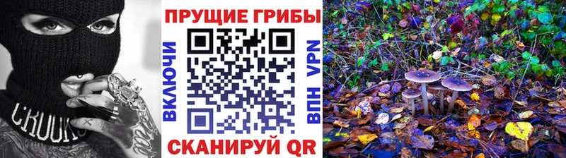 что такое   Андреаполь  Галлюциногенные грибы Psilocybine cubensis 